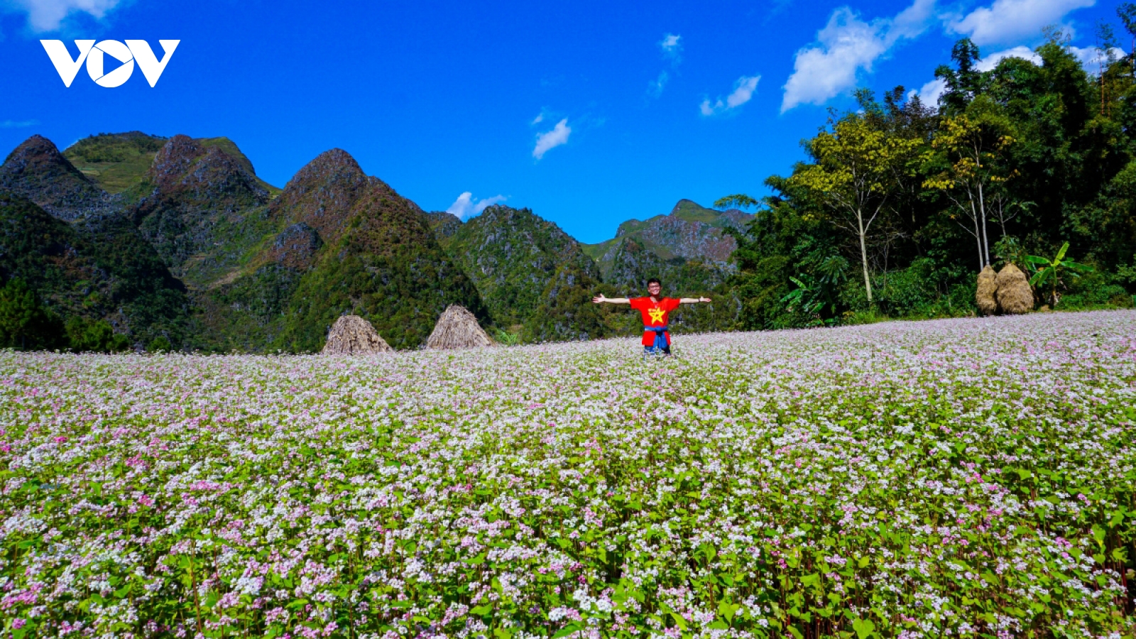 Buckwheat flowers beautify northern mountainous Ha Giang province